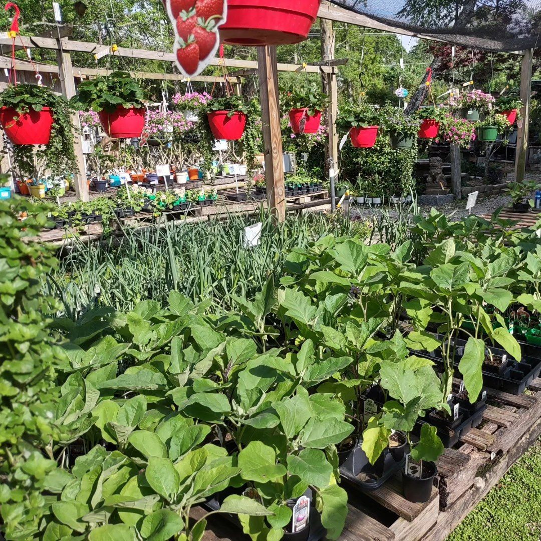 Maas Nursery inc. in Seabrook, TX (4)