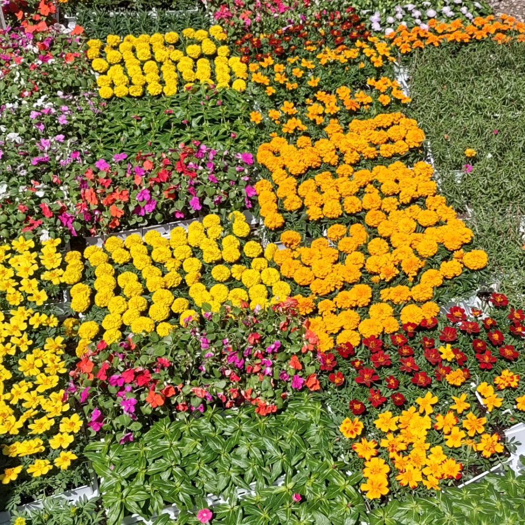 Maas Nursery inc. in Seabrook, TX (6)